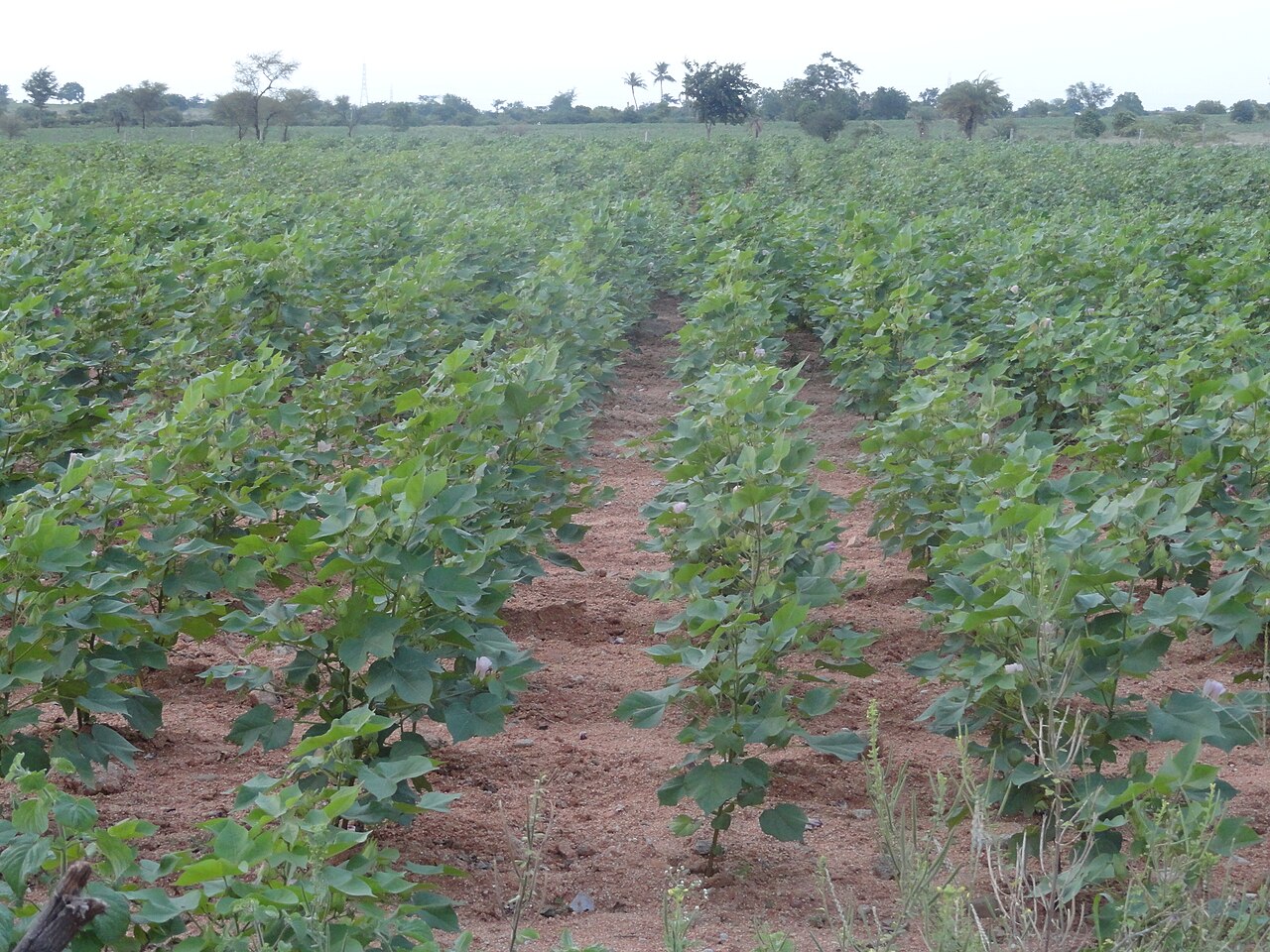 Cotton plant damaged by bollworm pests on an Indian farm
