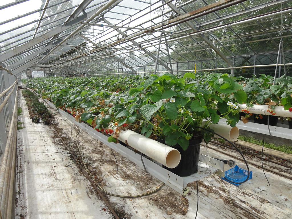 Strawberry plants with red fruit growing inside a geothermal greenhouse in Iceland