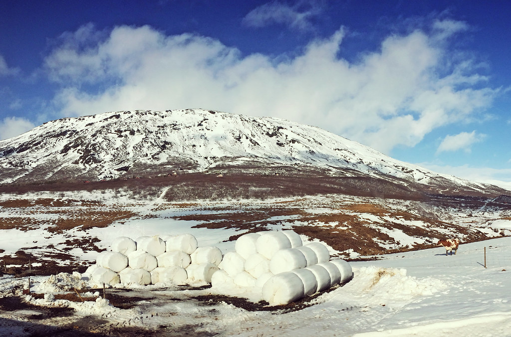 Dairy cows grazing on an Icelandic farm with a mountainous landscape in the background