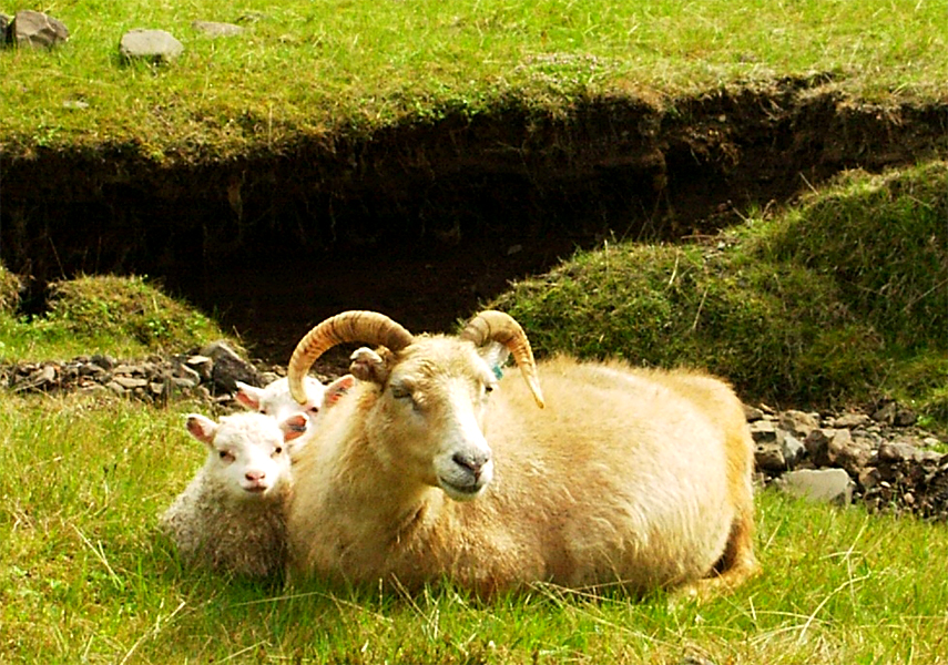 Icelandic sheep grazing on open pasture in Iceland