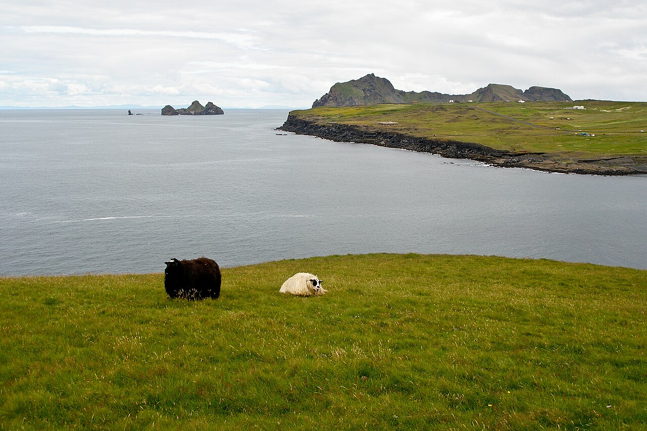 Icelandic sheep grazing freely on open moorland