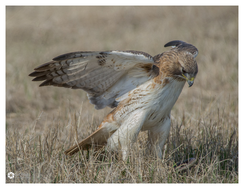 Historical photograph related to Rachel Carson or DDT pesticide use