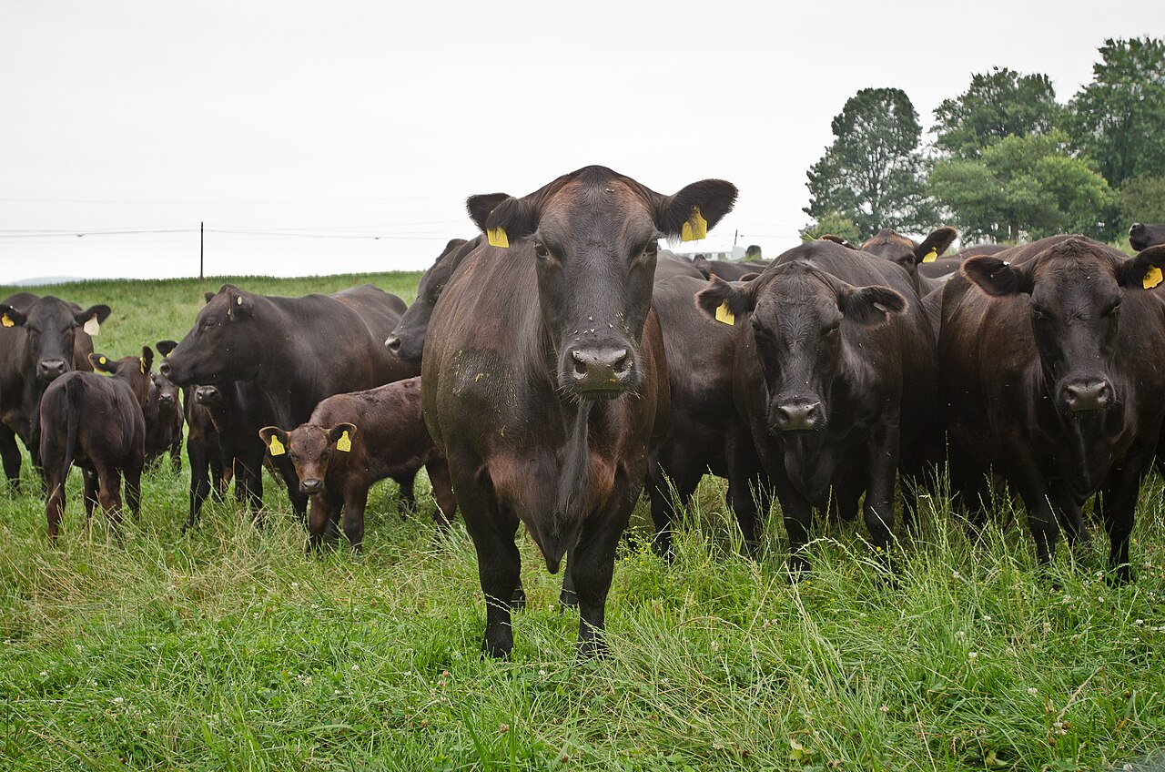 A lush, diverse organic farm field with a USDA Certified Organic sign or certification marker visible