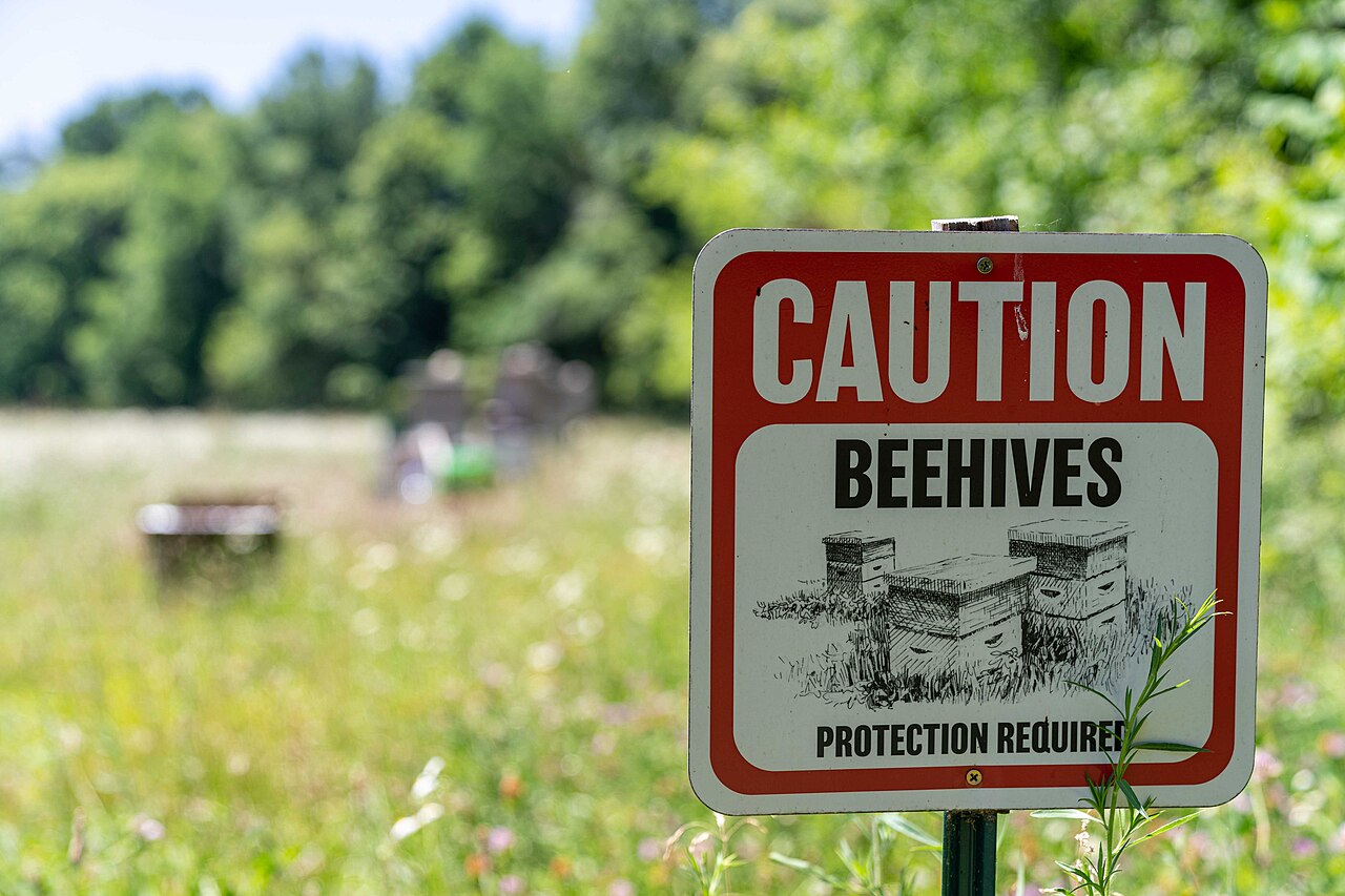Bee on a wildflower on an organic farm