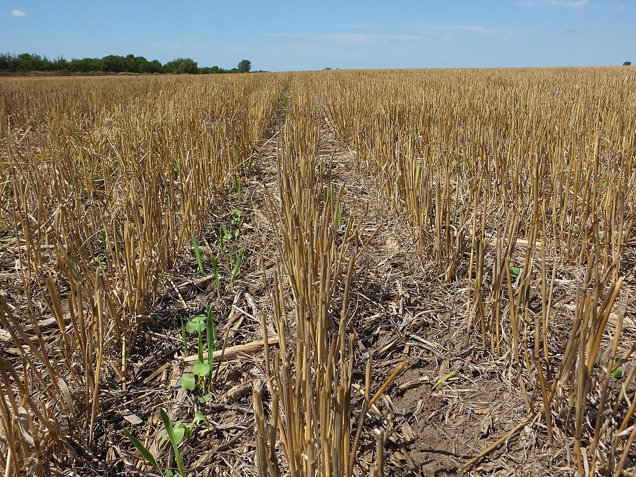 A dense green clover cover crop growing across an organic agricultural field