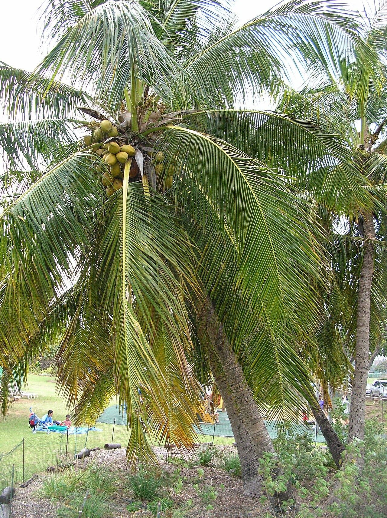 Coconut plant, source of decyl glucoside used in organic shampoos