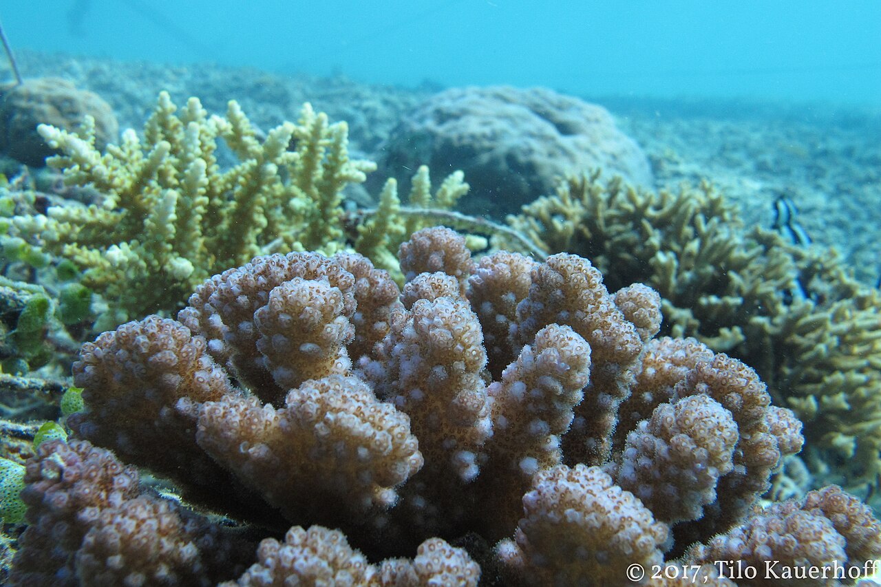 Healthy coral reef underwater