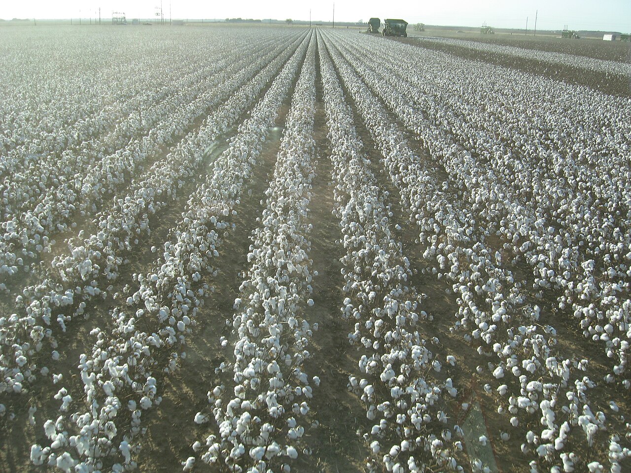 A large cotton field with open white cotton bolls ready for harvest