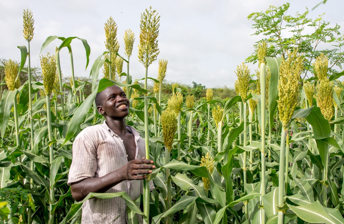 A farmer walking between rows of healthy green crops on a certified organic farm