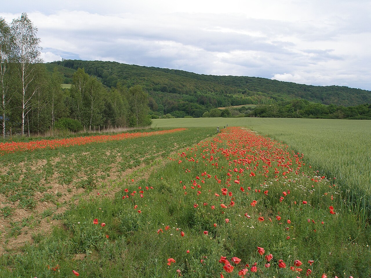 A flowering strip along the edge of a crop field attracting beneficial insects