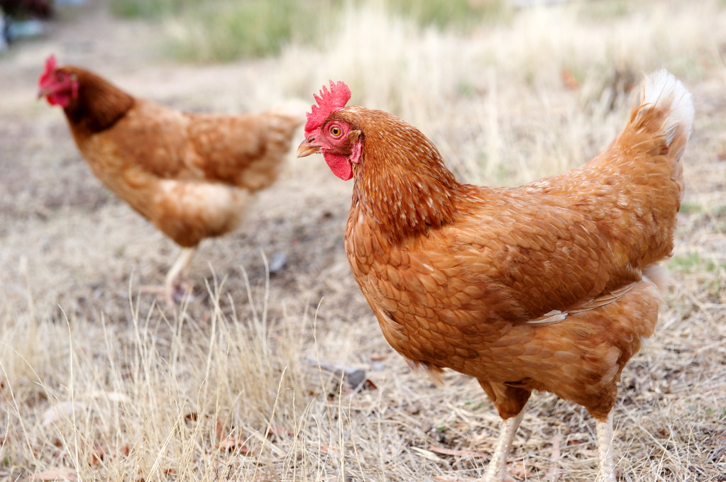 Hens foraging on green pasture on an organic egg farm