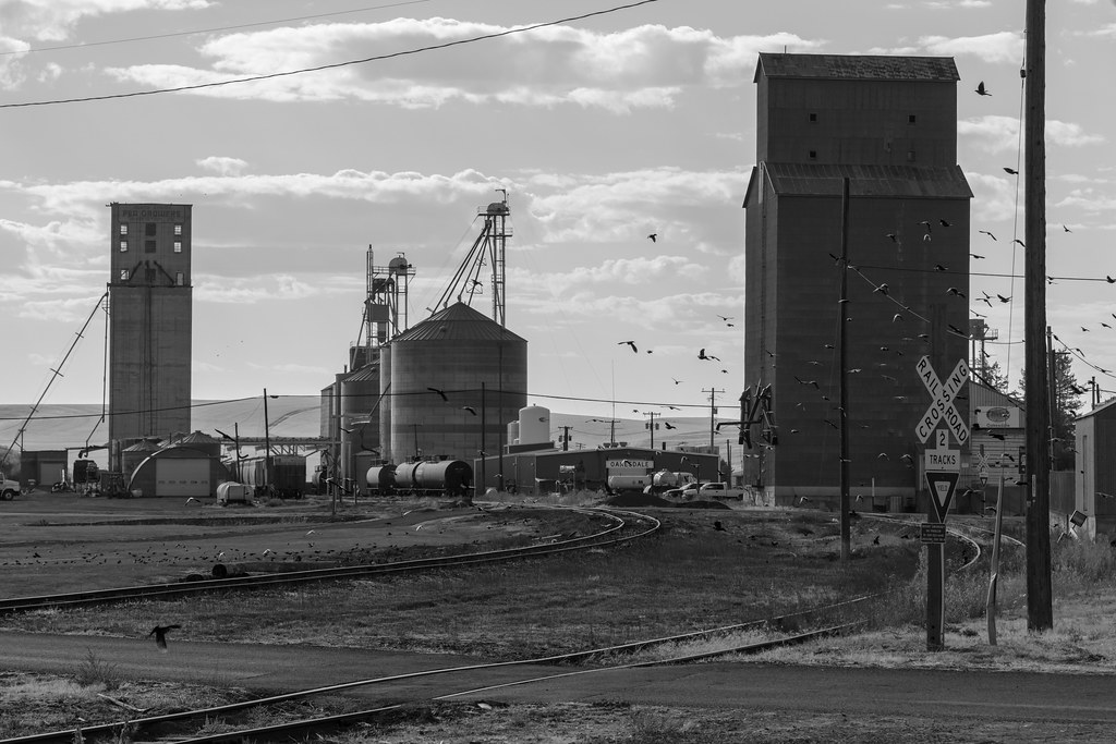 Grain being stored in a farm silo after harvest