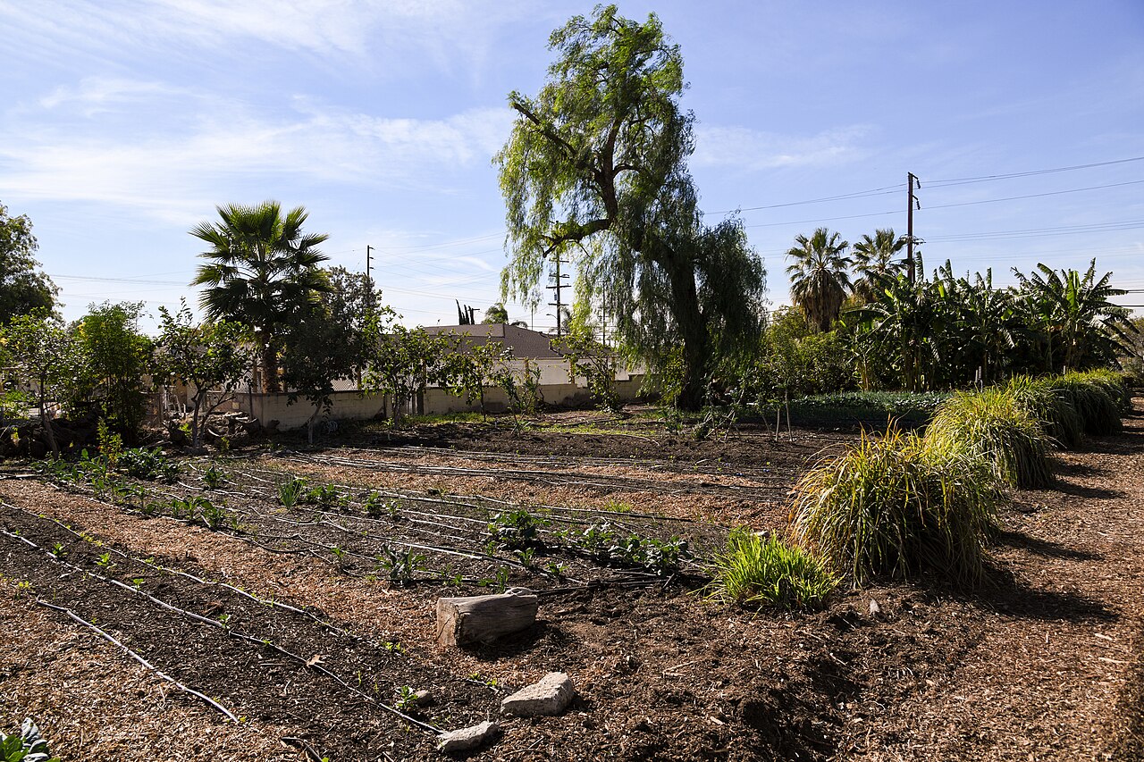 Close-up of rich, dark organic soil with visible biological activity