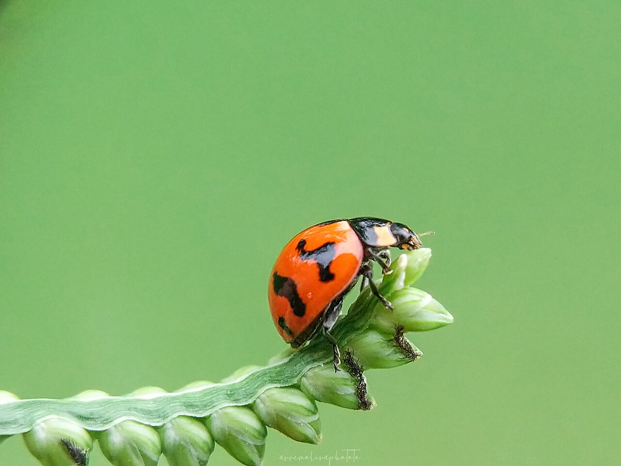 Close-up of ladybugs feeding on aphids on a green plant stem in a farm field
