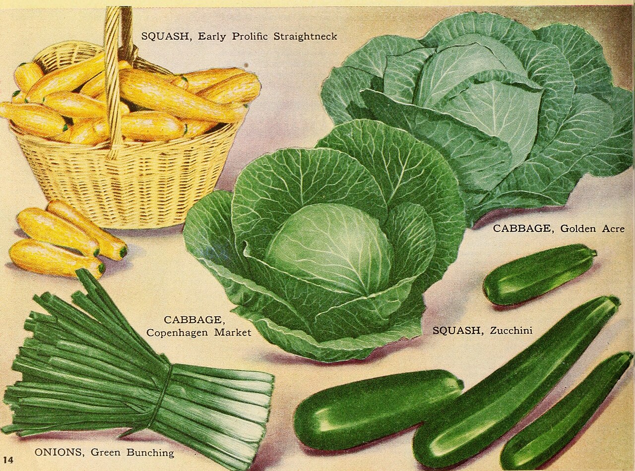 A vegetable field with a dense green legume cover crop growing between rows, illustrating nitrogen-fixing crop rotation practice
