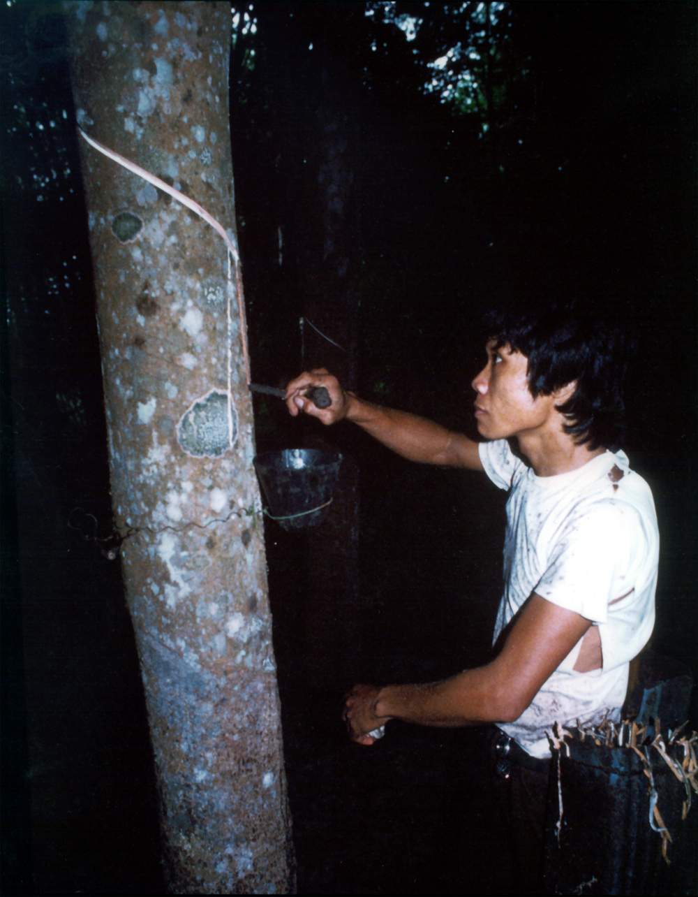 A worker tapping a rubber tree to collect natural latex sap
