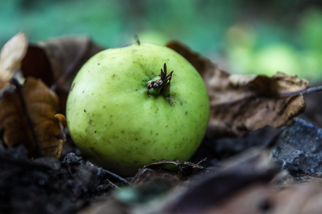Rows of apple trees in an organic orchard on a sunny day