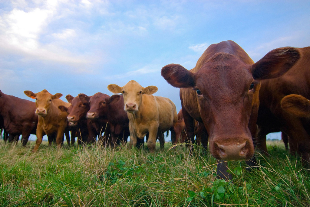 Beef cattle grazing on an open green pasture