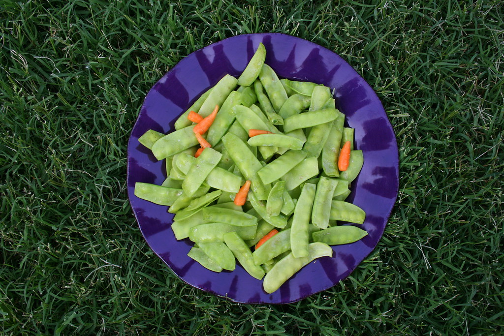 Freshly pulled organic carrots with clumps of dark soil still clinging to the roots, laid on garden earth
