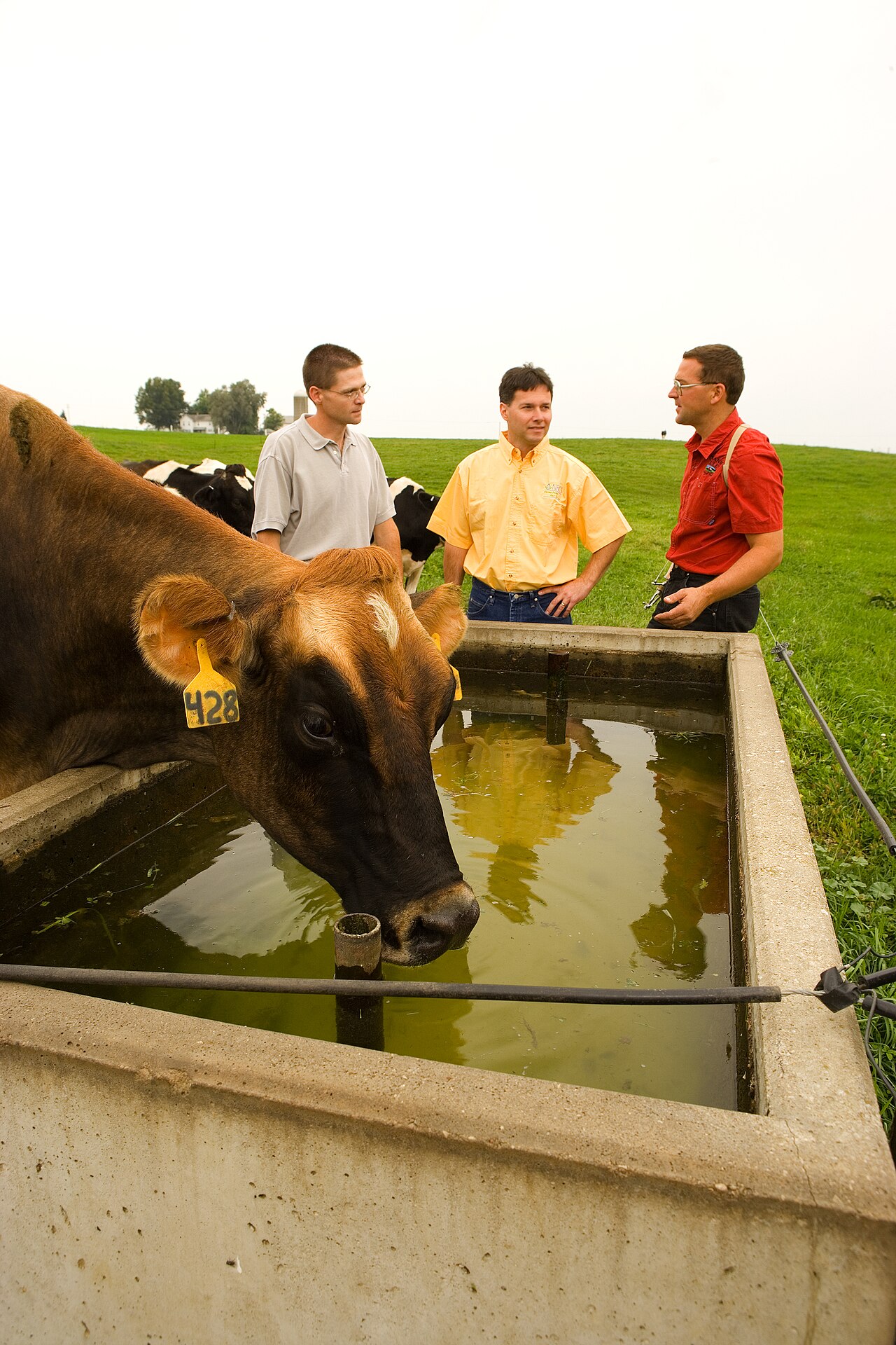 Dairy cattle grazing on pasture on an organic farm