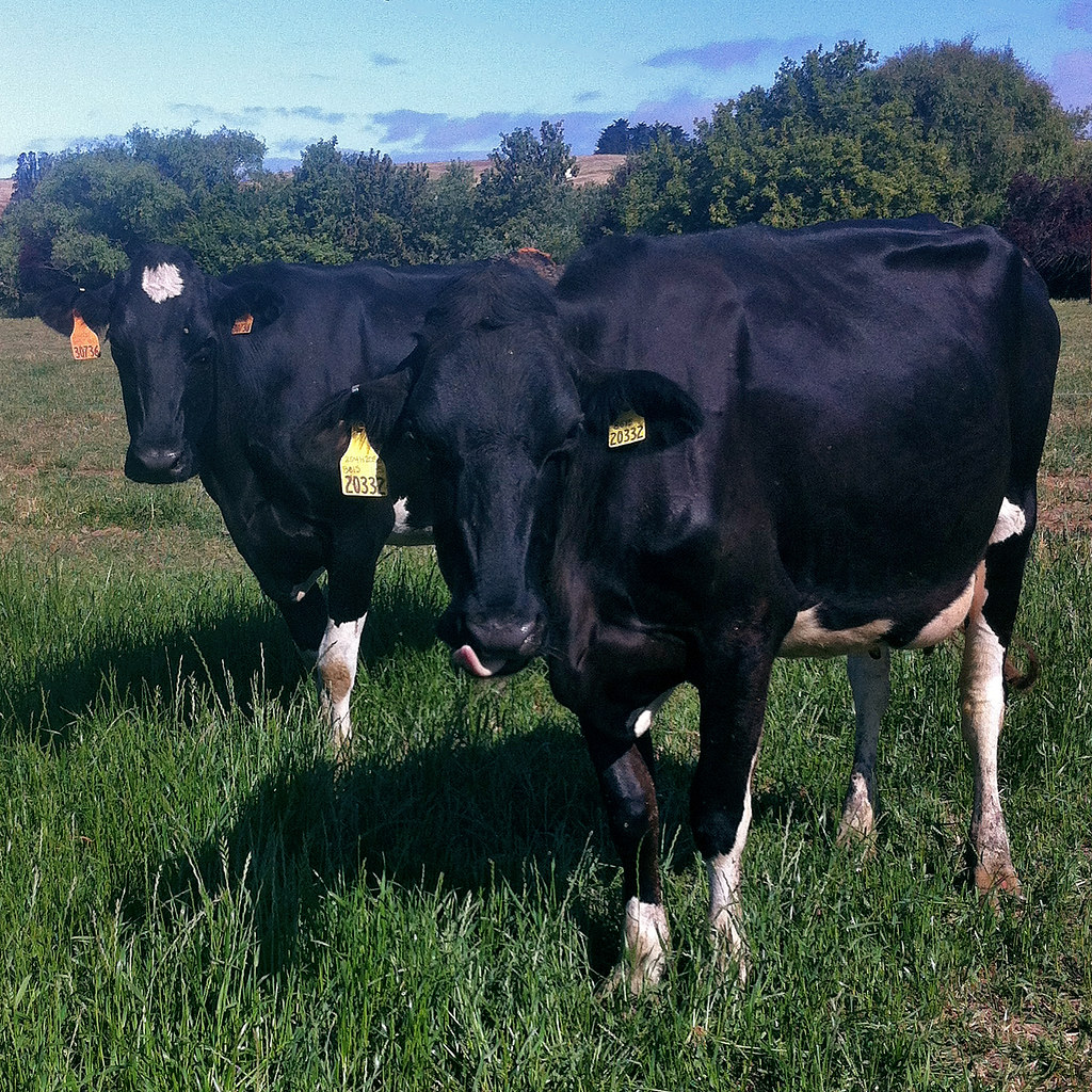 Dairy cows grazing on a lush green organic pasture