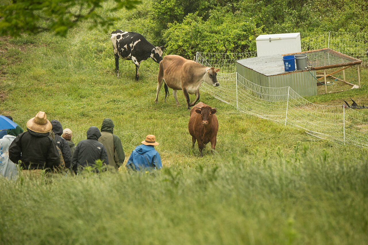 Organic dairy cows grazing on open pasture