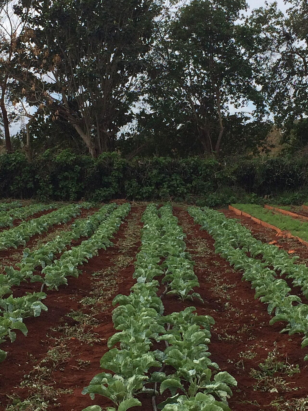 Rows of mixed crops on an organic farm