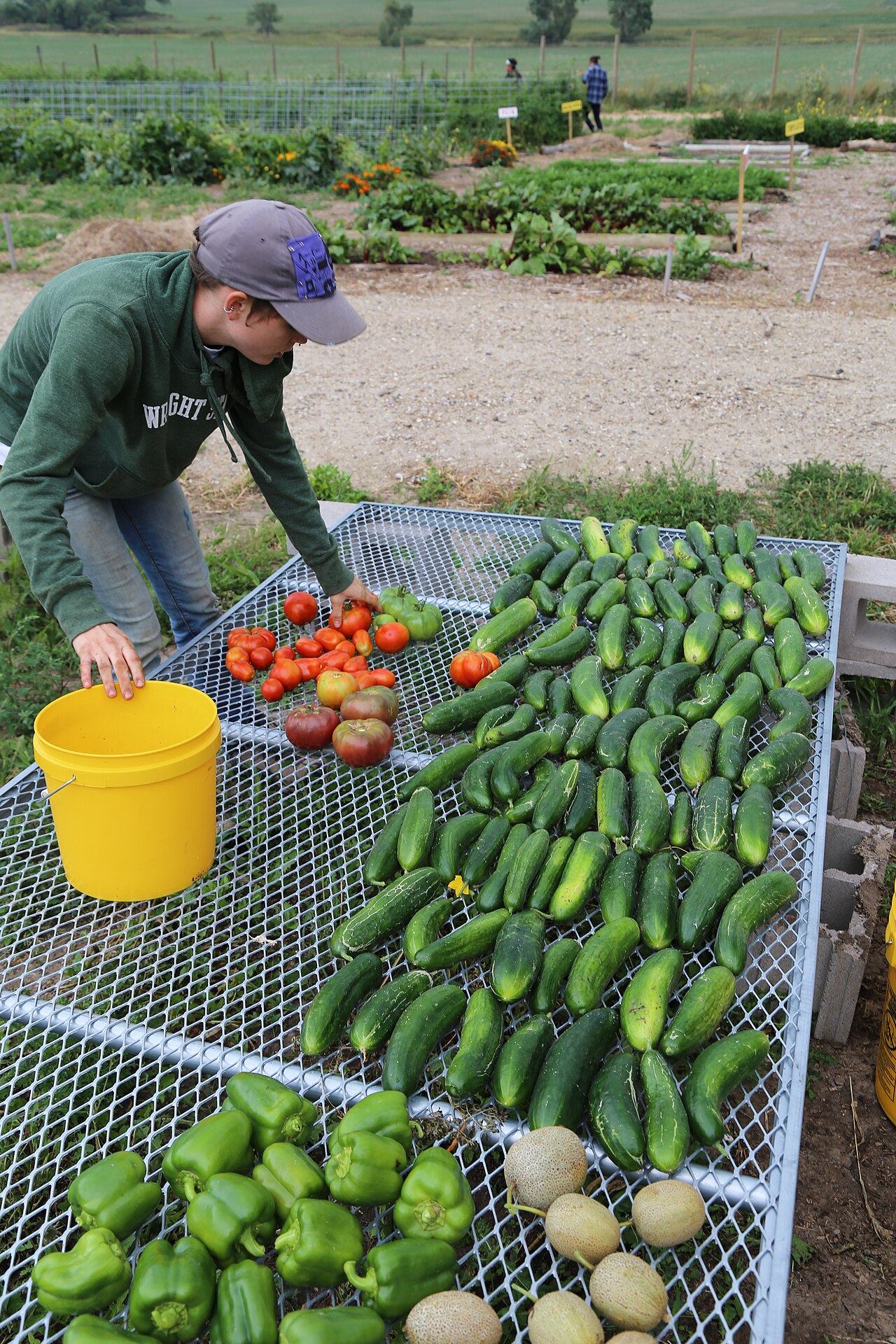 Workers harvesting vegetables on an organic farm