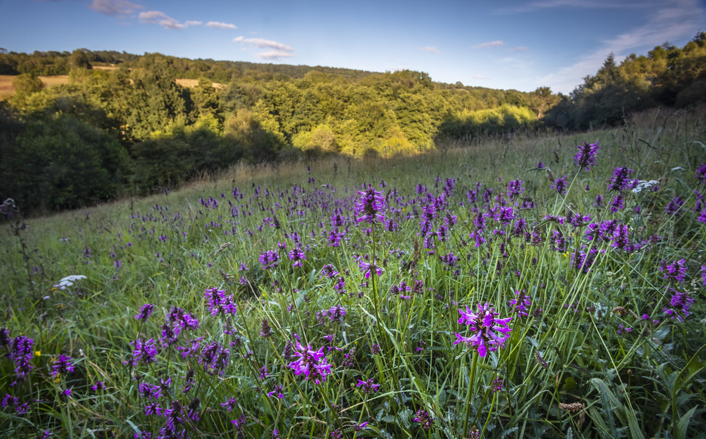 A wildflower-rich field margin on an organic farm with visible insect activity and diverse plant species