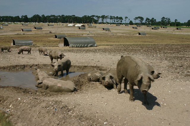 Pigs rooting in an outdoor paddock on an organic farm with straw-bedded huts visible in the background