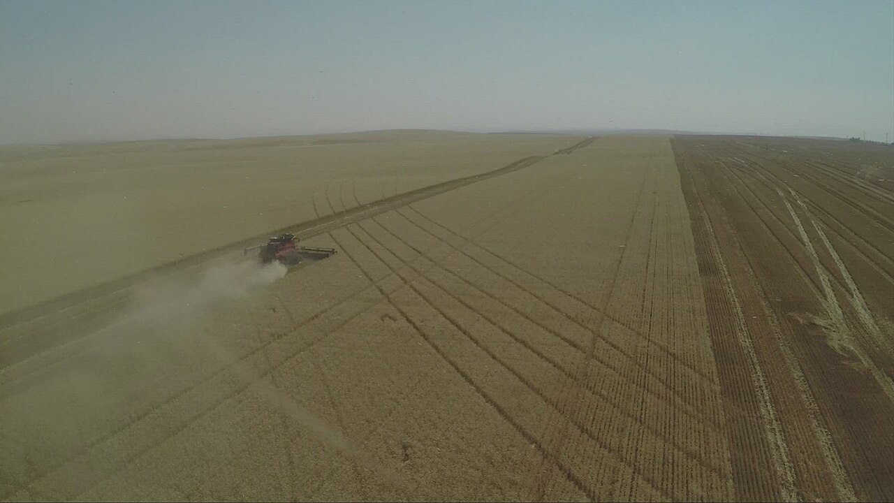 Wide rows of golden wheat stretching across an organic grain field under a blue sky, ready for harvest