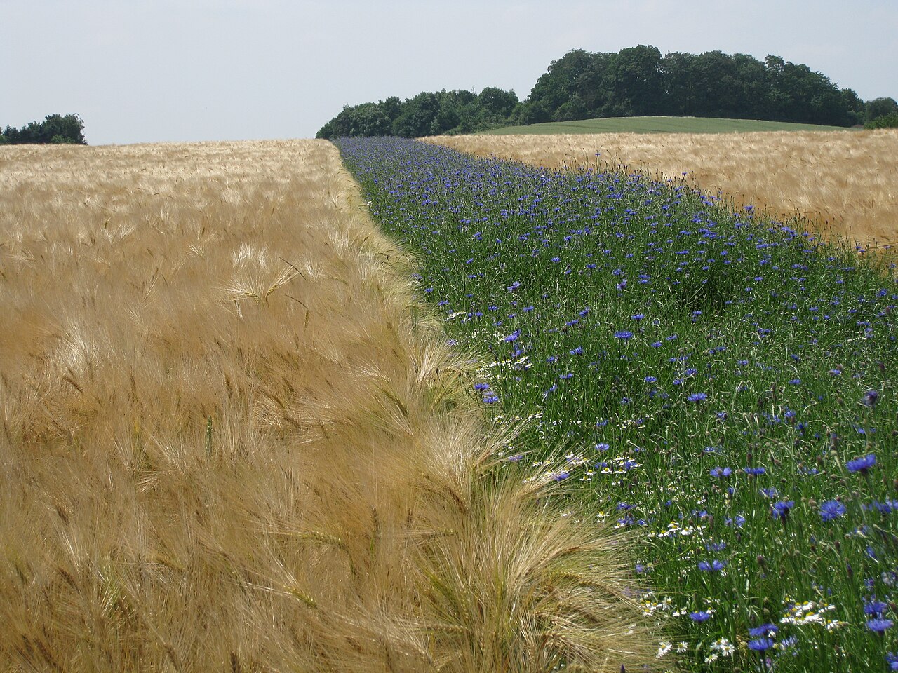A wildflower strip running alongside a crop field, providing insect predator habitat